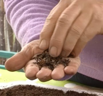 såning af blomsterfrø såning af blomsterfrø